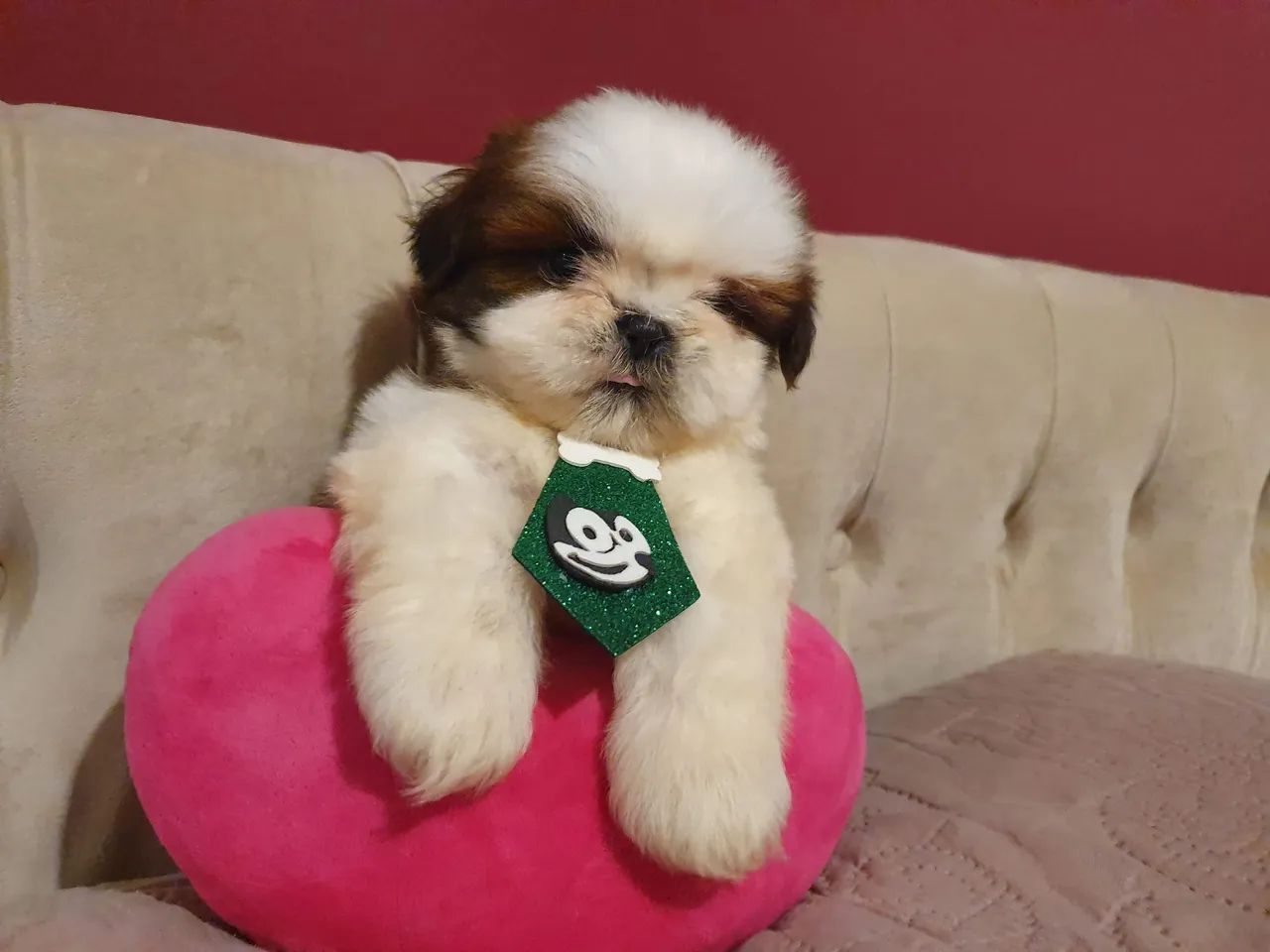 Lindo filhote de shih tzu macho 