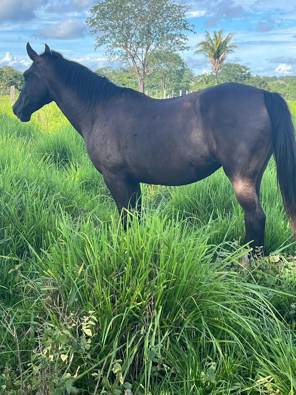 Égua quarto de milha  - Foto 5