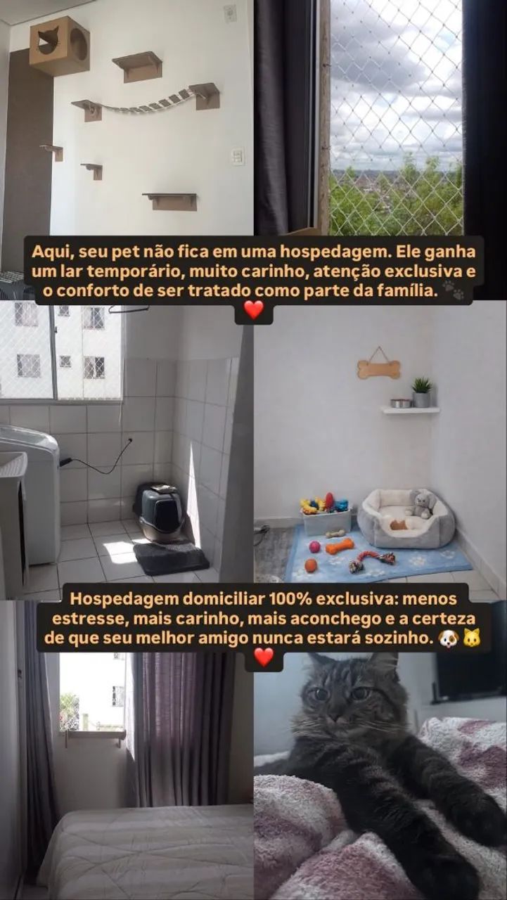 Hospedagem para Gatos - Foto 4