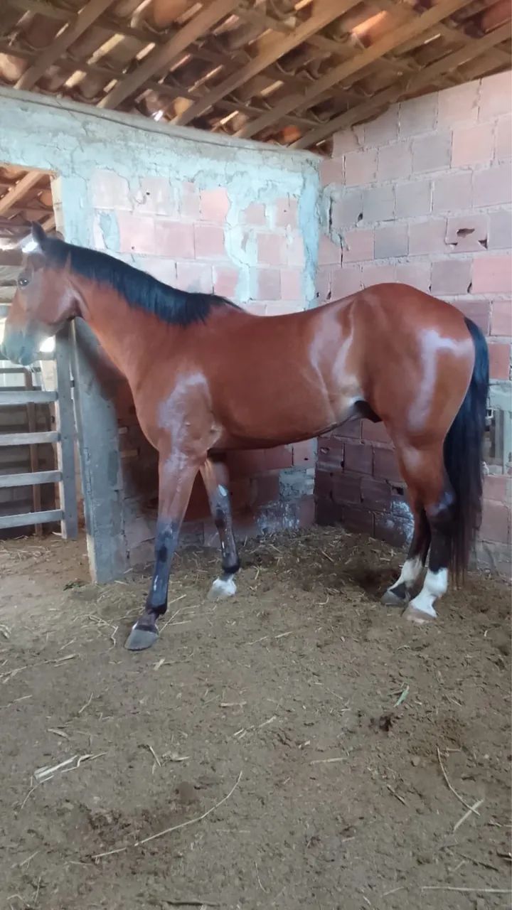 Cavalo de direita  , pronto para vim testar para aspirante e iniciante  - Foto 2
