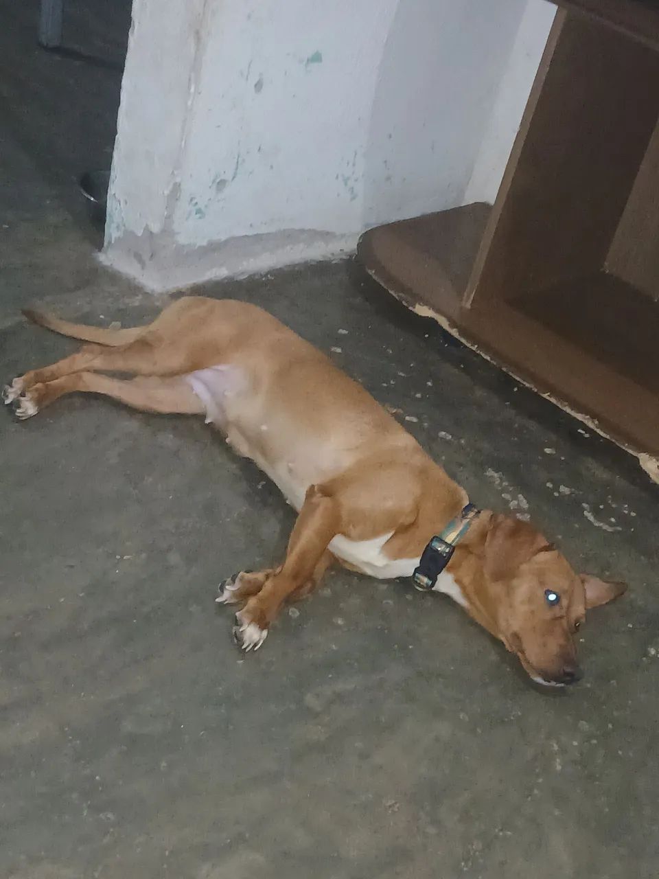 Cachorra  - Foto 2