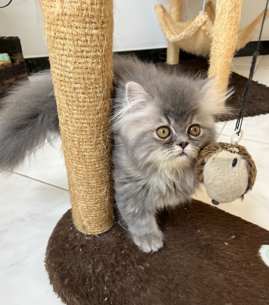 Gato Persa - Foto 4
