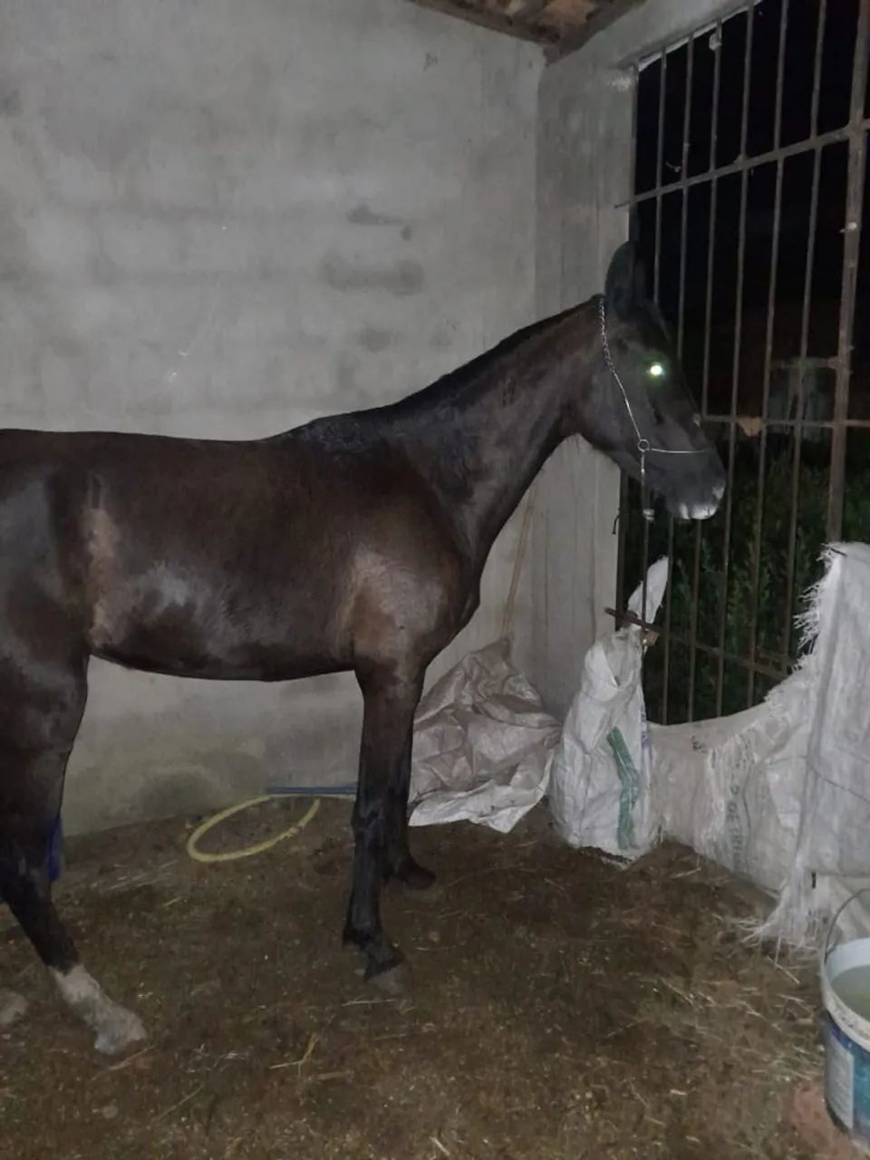 Potra luxo - Foto 2