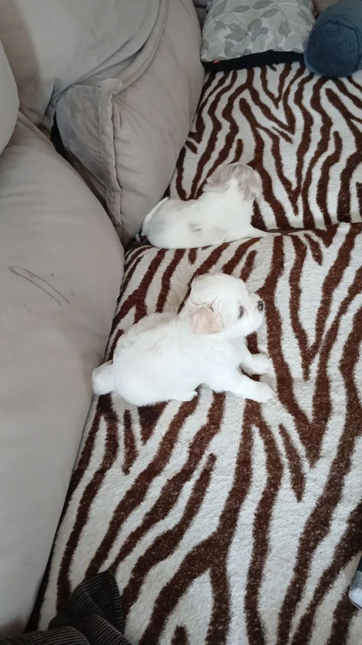 Cachorro ? - Foto 2