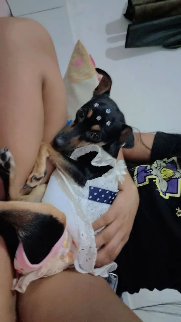 Doação de um pinscher - Foto 3