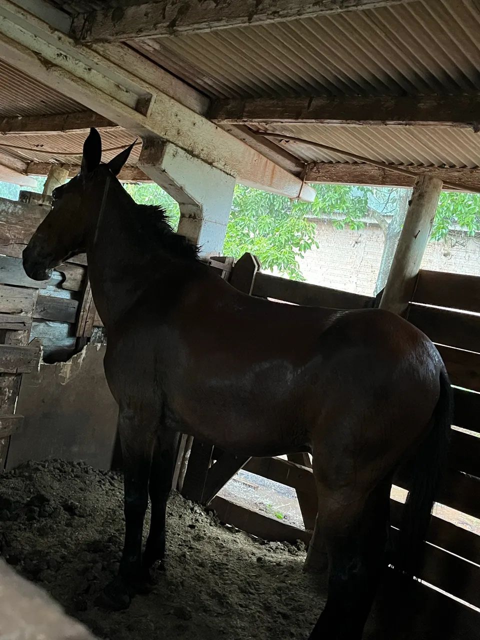 burro manso e bem domado a venda - Foto 3