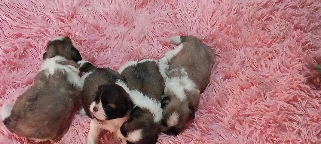 Cachorro ? - Foto 3