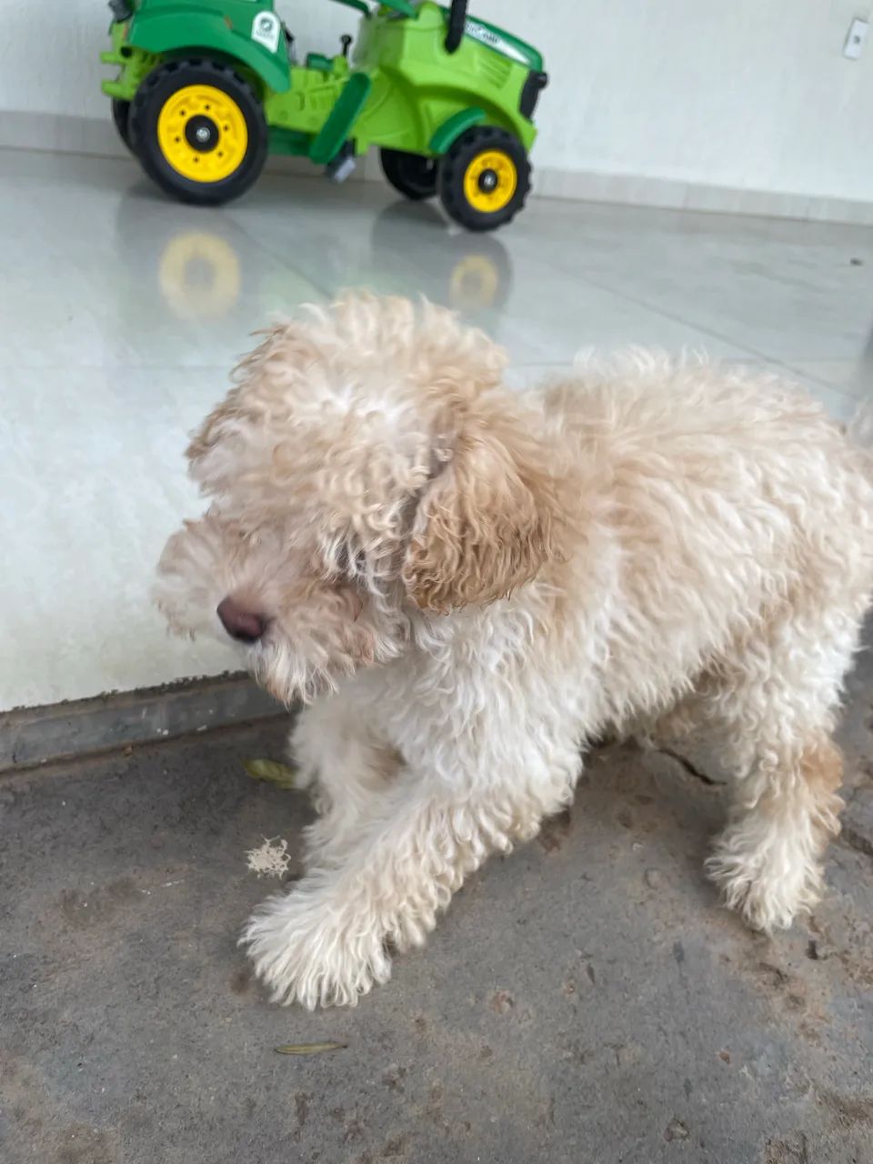 Poodle Toy Filhote