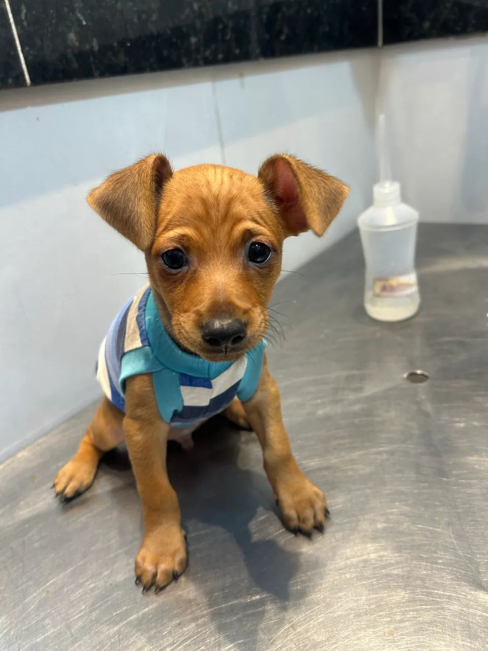 Pinscher  - Foto 2
