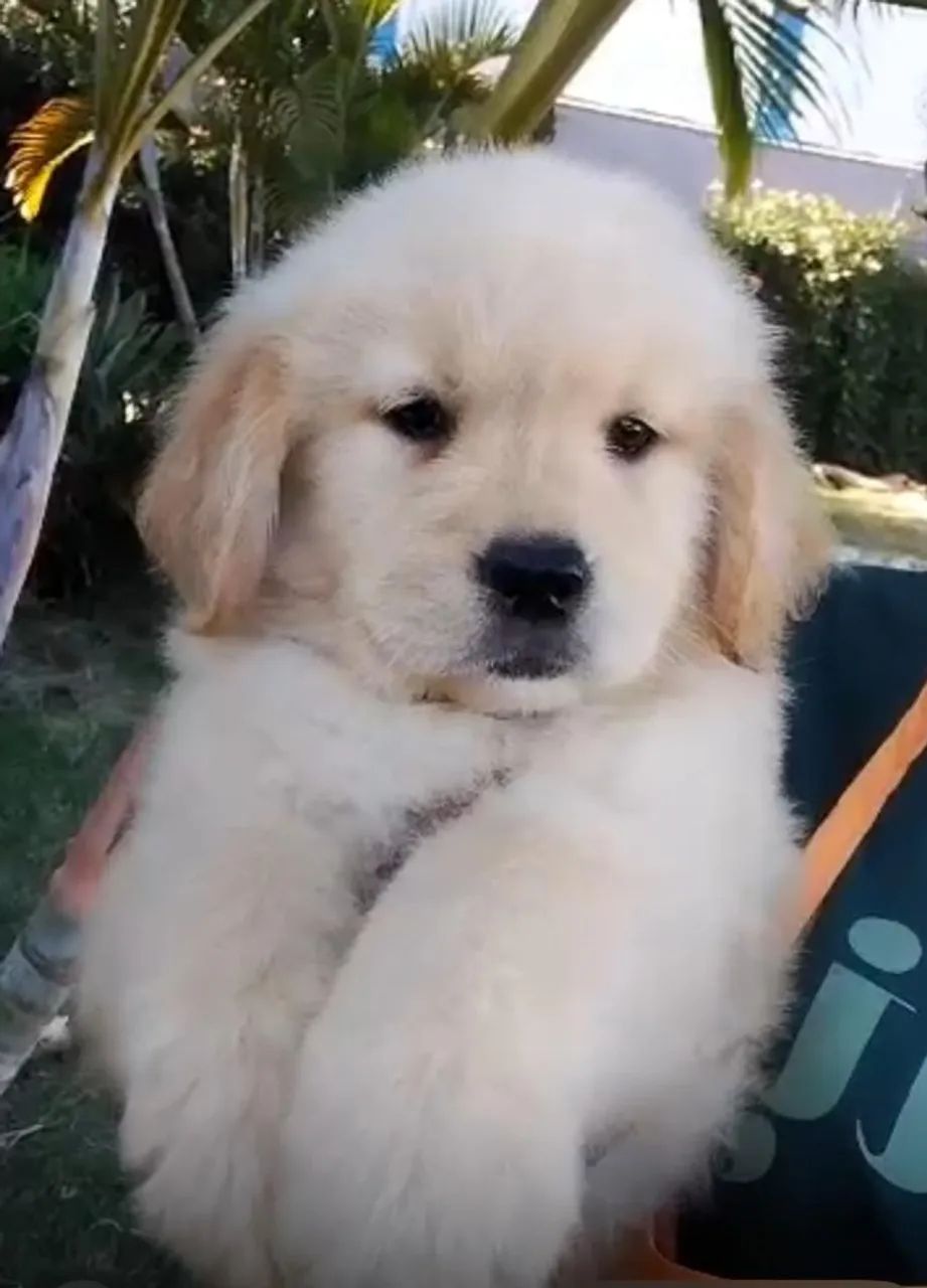 Golden retriever lindos e muito doceis 