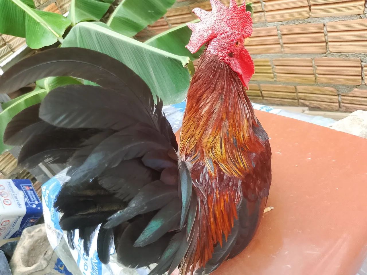Galinha  - Foto 2