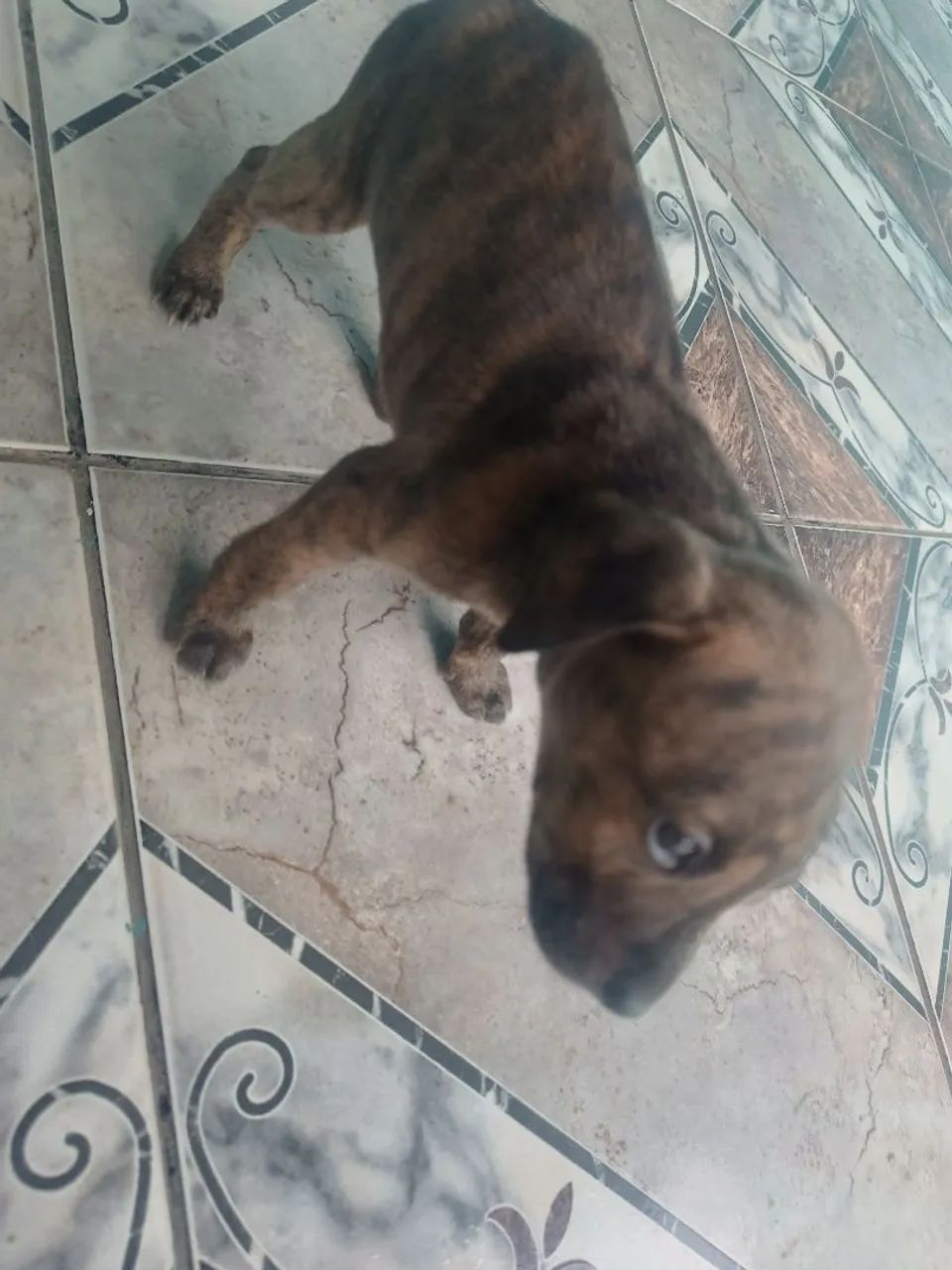 American Bully  - Foto 4