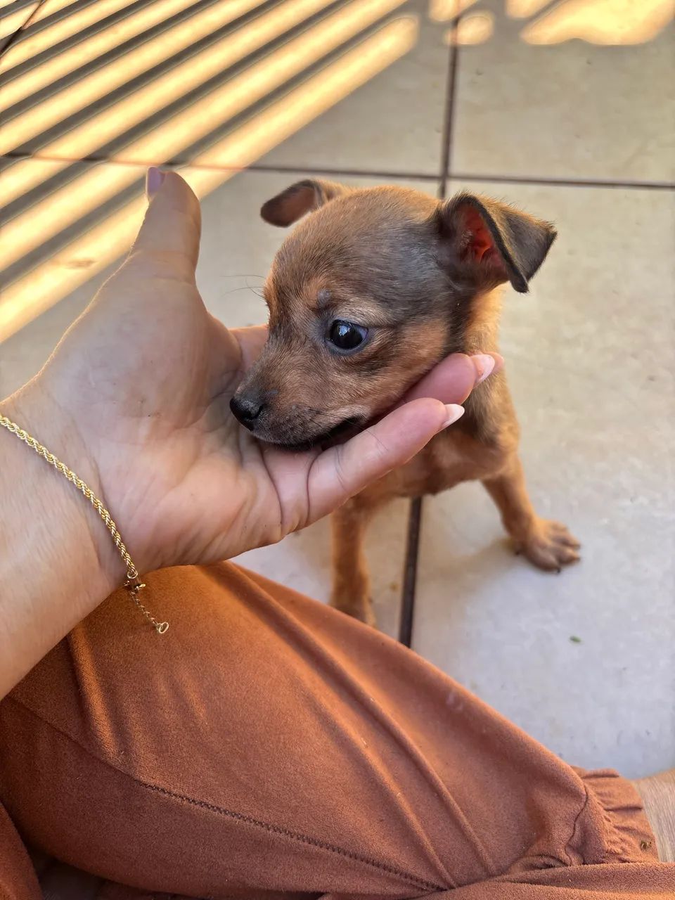 Vendo Pinscher  - Foto 2