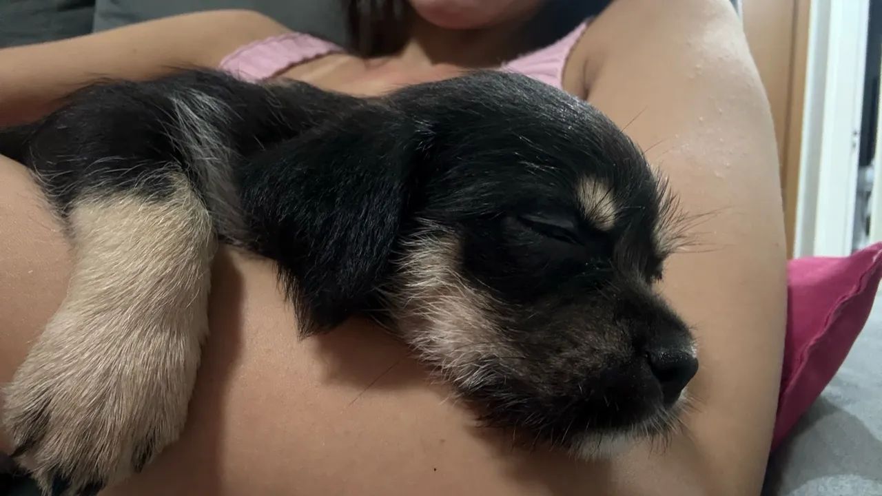 Doação de cachorrinhos - Foto 2