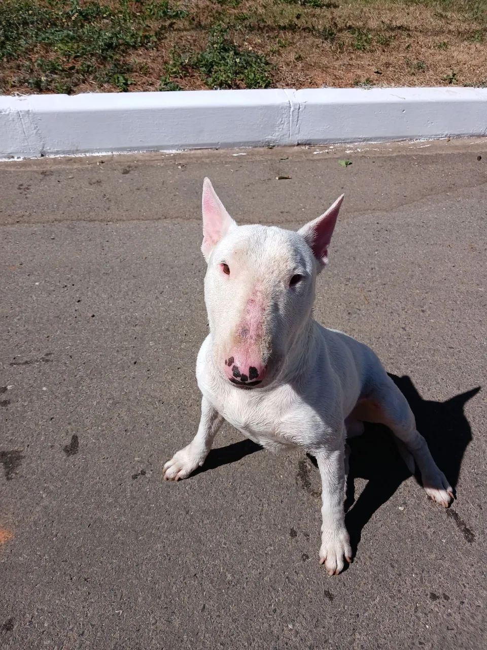 Bull terrier macho - Foto 2