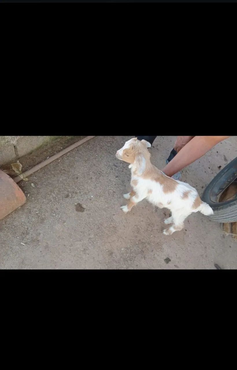 cabritinho - Foto 3