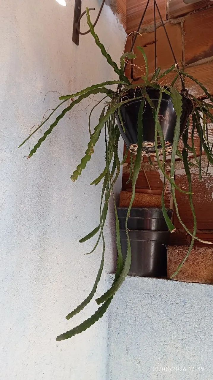 Planta  - Foto 2