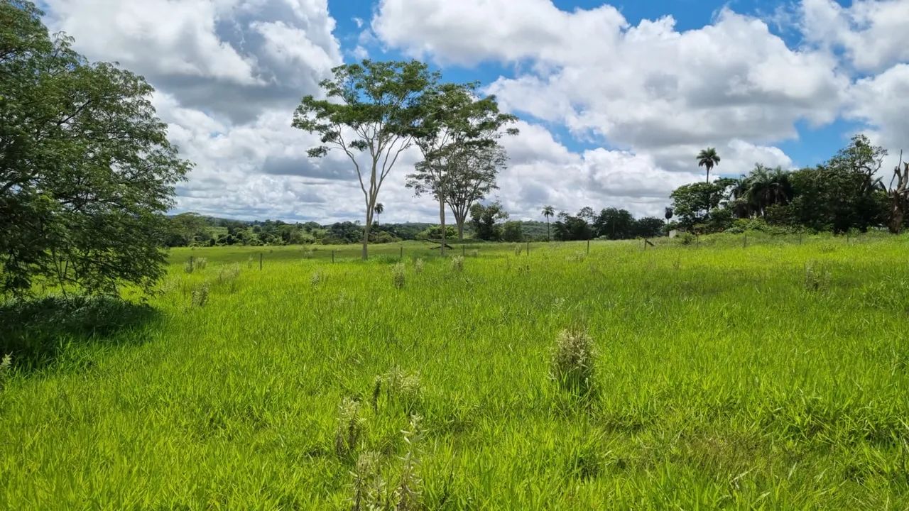 Fazenda dupla aptidão em campina verde  - Foto 4