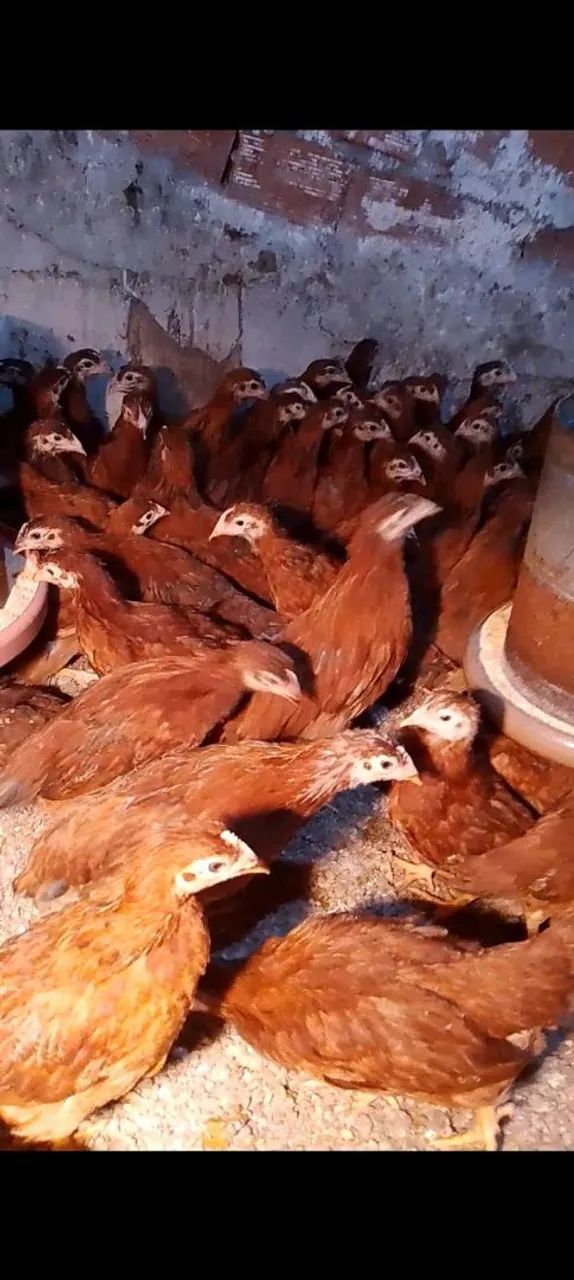 Franguinhas poedeiras  - Foto 3