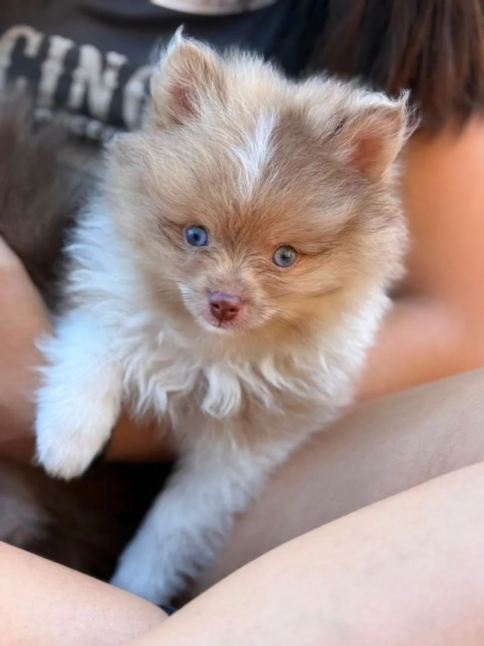 Filhote Spitz Merle 