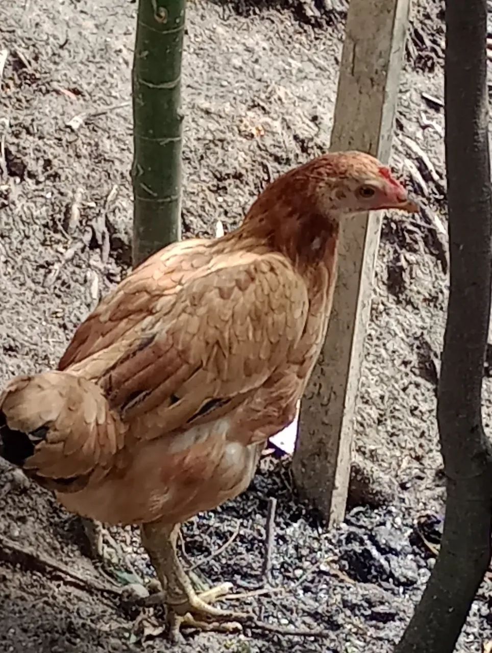 Galinha 