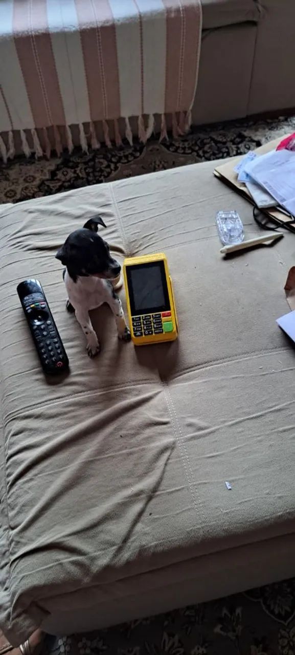 Pinscher Micro  - Foto 2