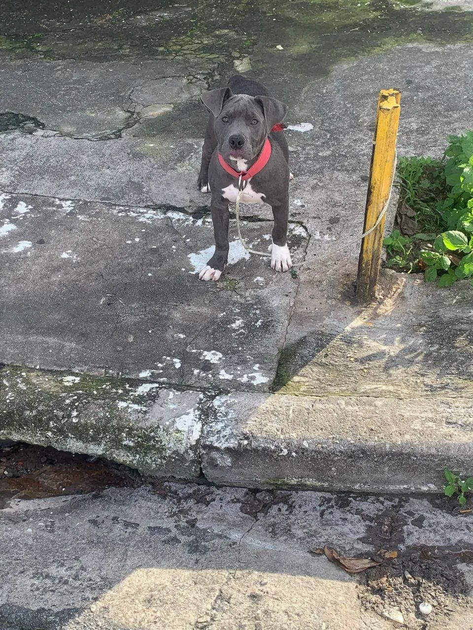 Fêmea de pitbull  - Foto 2