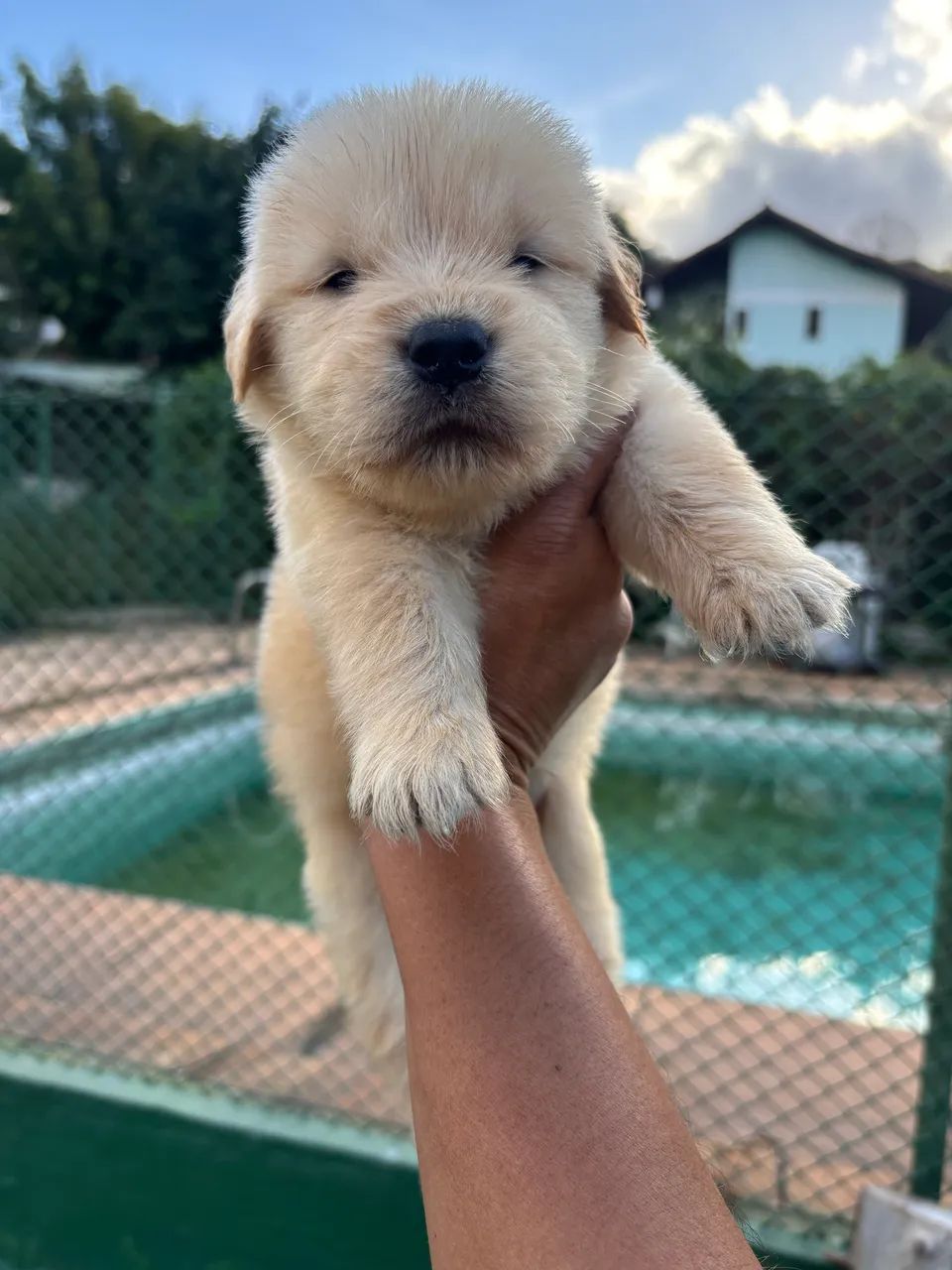 Bebês Golden  - Foto 2