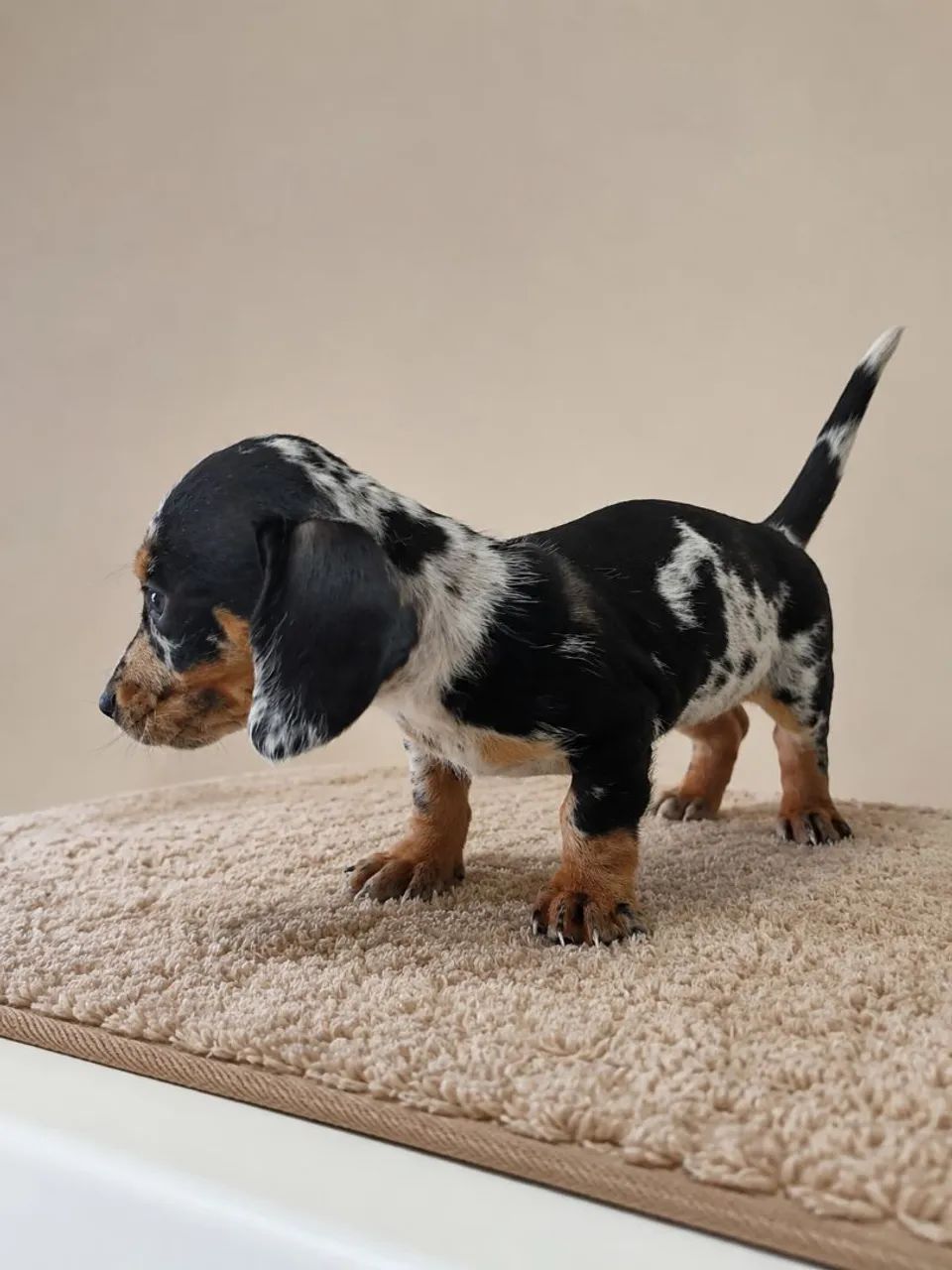 Venda Daschund  *  - Foto 2