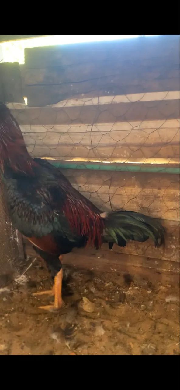 Frango  - Foto 3