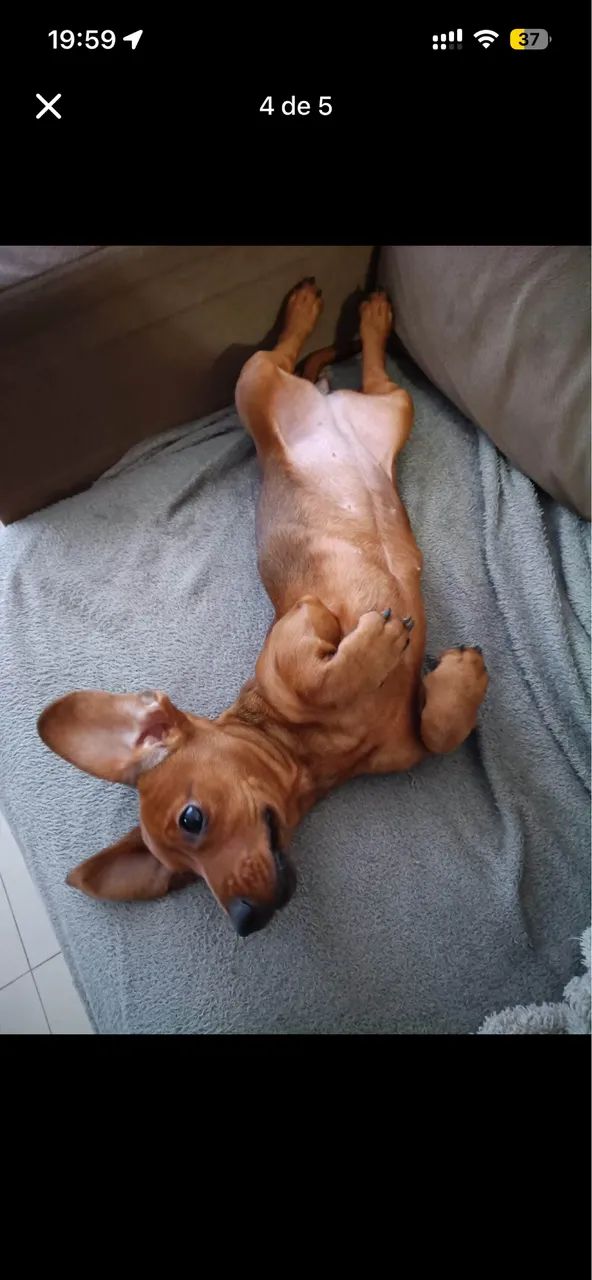 Salsicha Cachorro - Foto 2