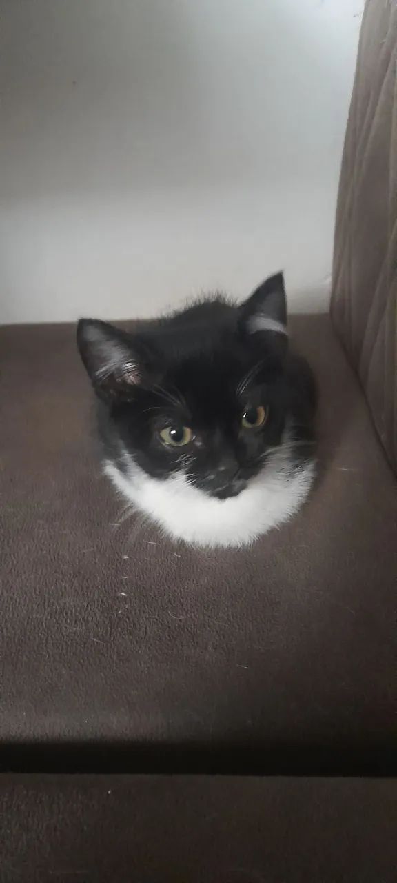 Doa se gatinhos  - Foto 2