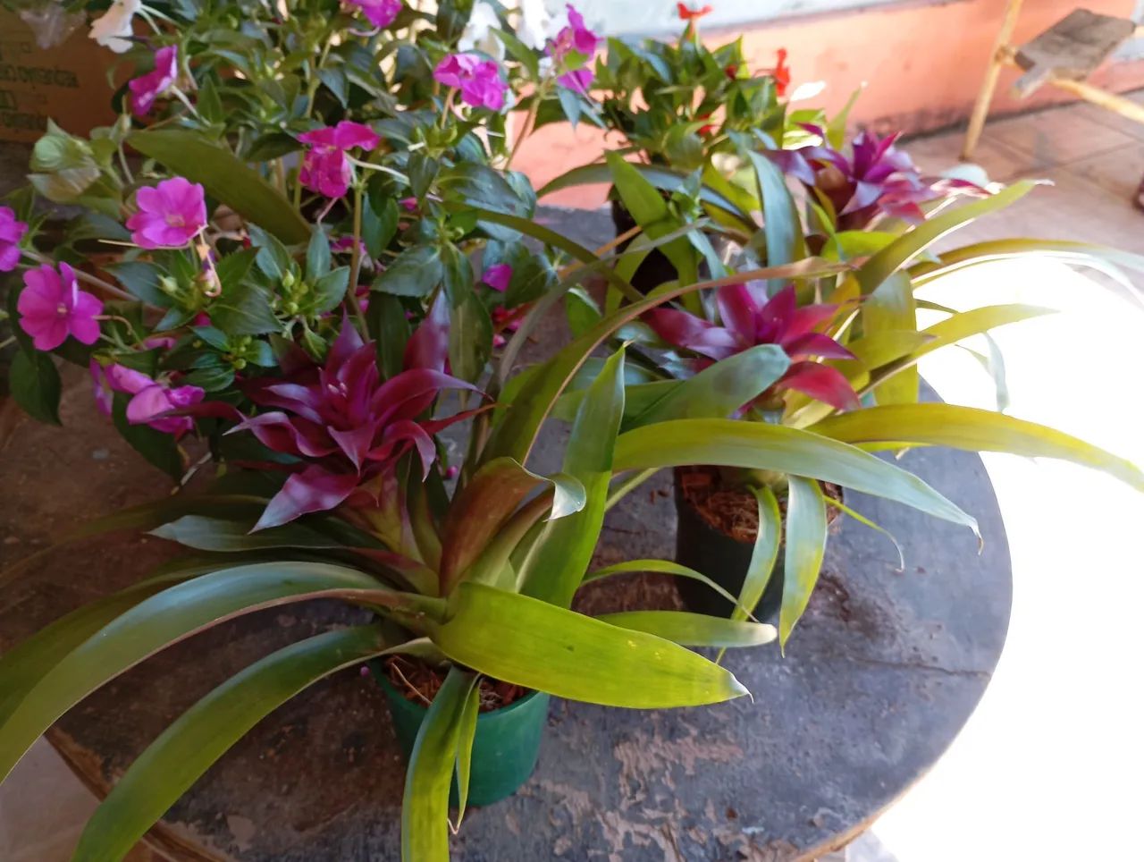 Plantas e sementes  - Foto 3