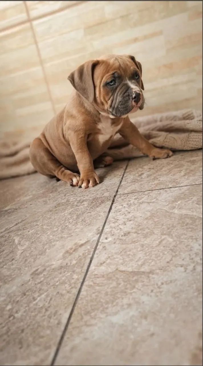 Cachorro  - Foto 3