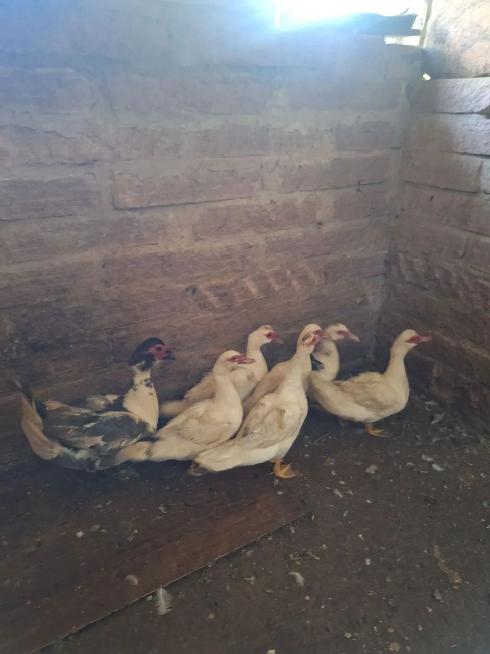 Patas e patos/ patinhos - Foto 3