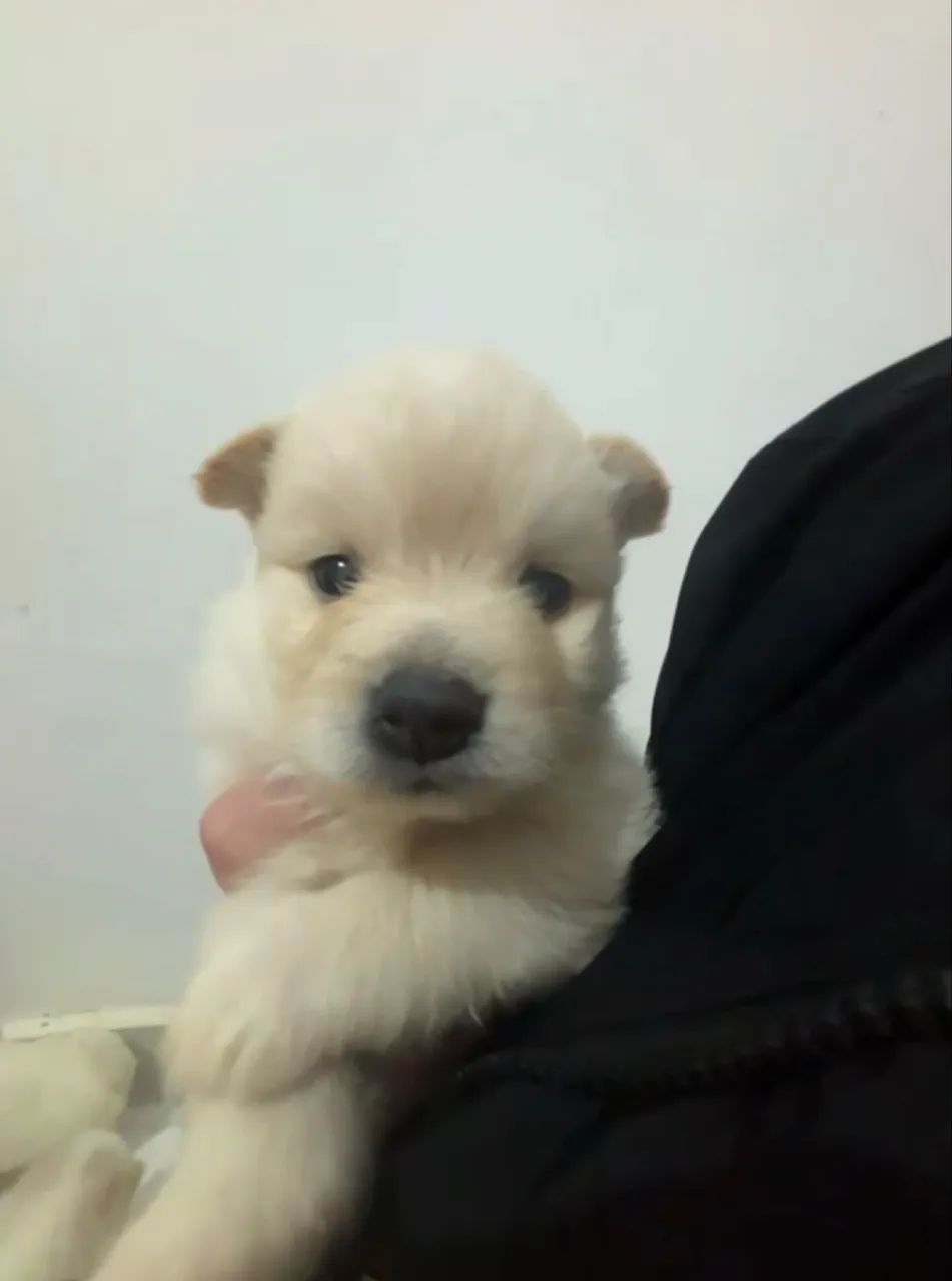 Spitz alemão  - Foto 4
