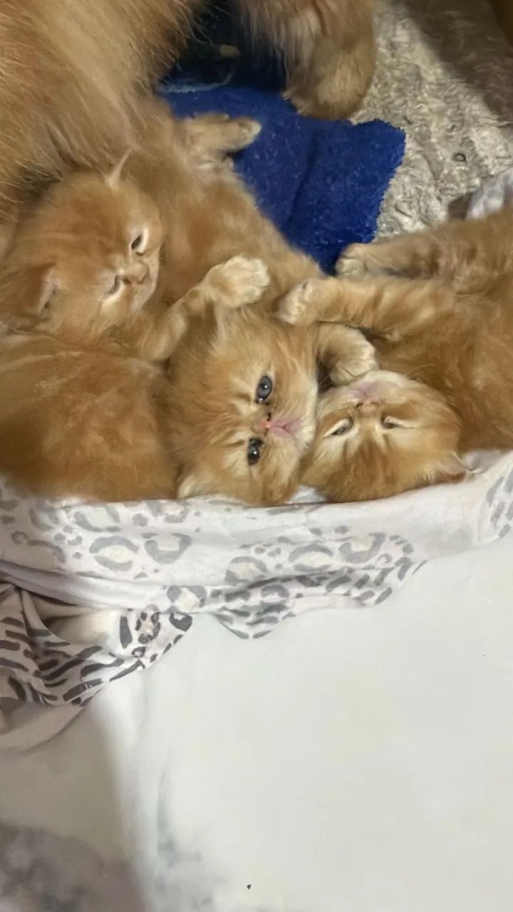 Persa Bebês 