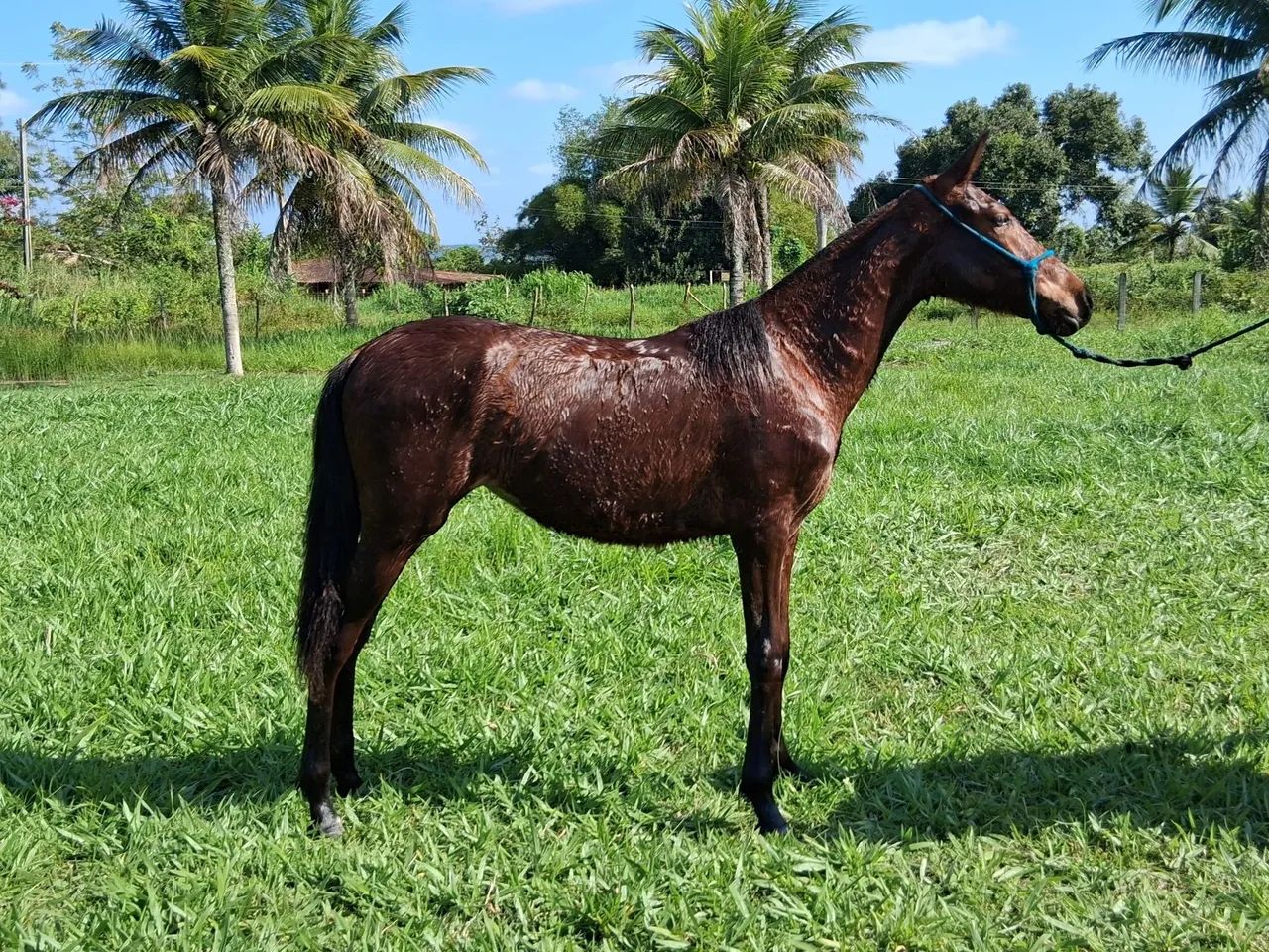 Potra MM sem documento.  - Foto 4