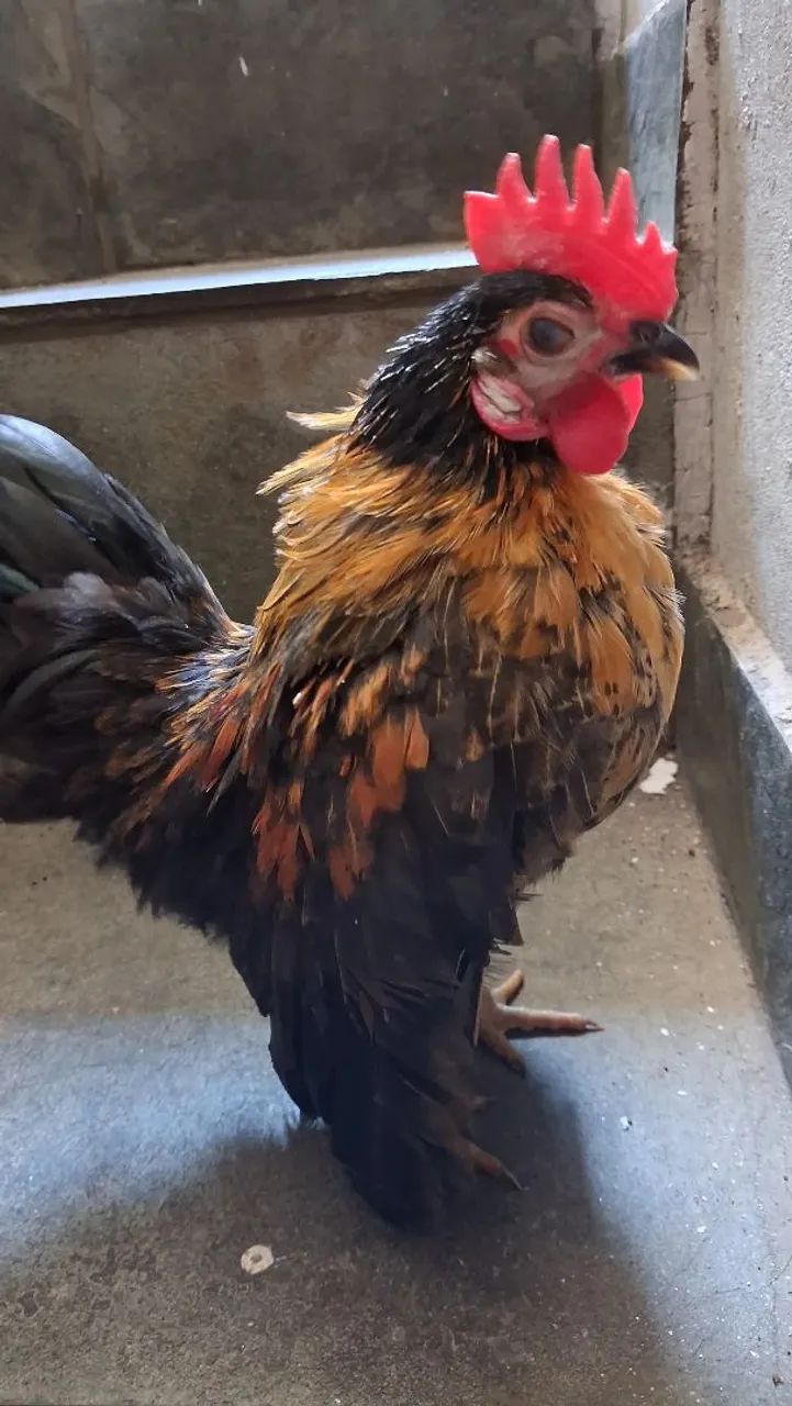 Serama