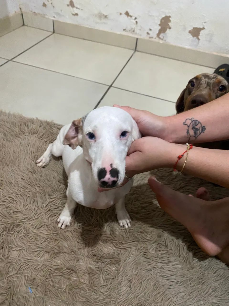 Procuro namorado  - Foto 4