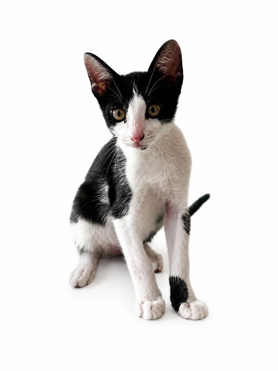 Gatas de fêmeas para adoção  - Foto 4