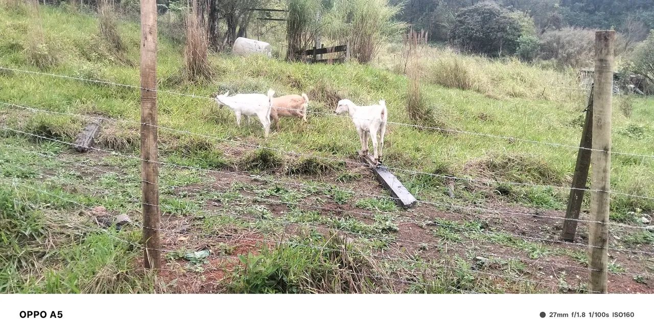 Cabrita - Foto 3