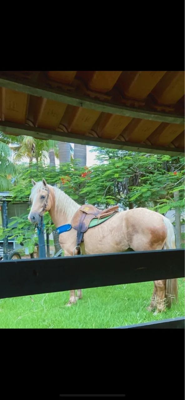 Cavalo - Foto 3