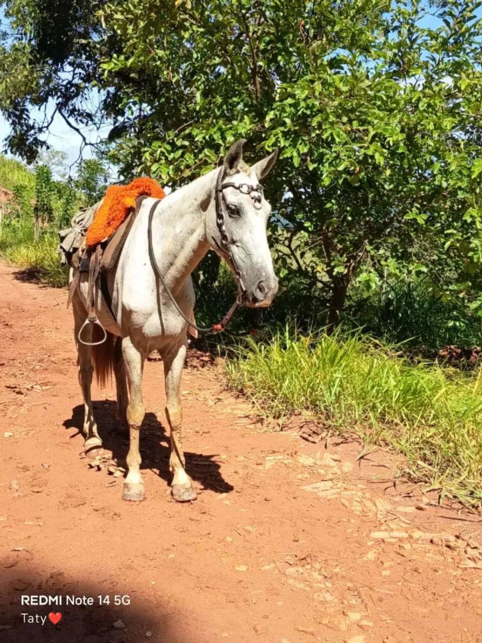 Vendo cavalo  - Foto 3