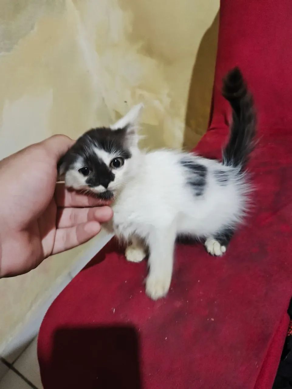 ADOÇÃO DE GATA - Foto 2