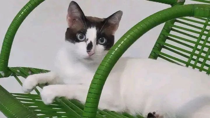Gato para Adoção 