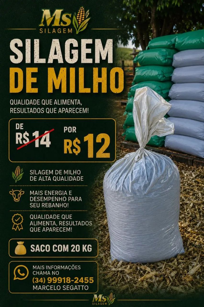 Silagem de milho  - Foto 4