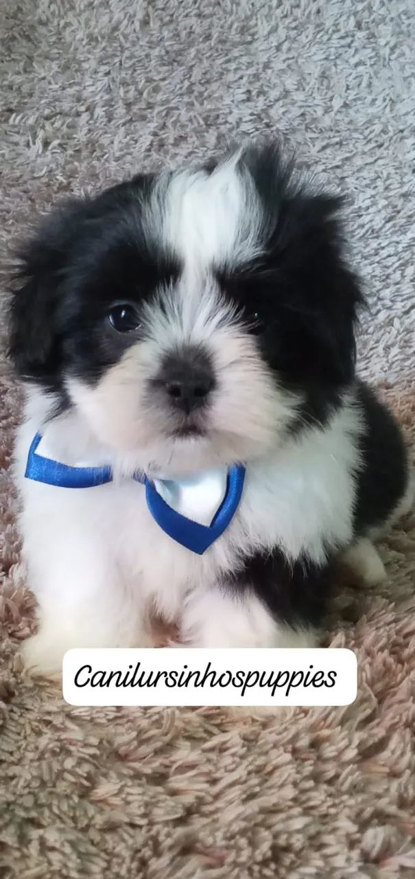 lhasa apso lindos bebes disponíveis entrega mediata  - Foto 2