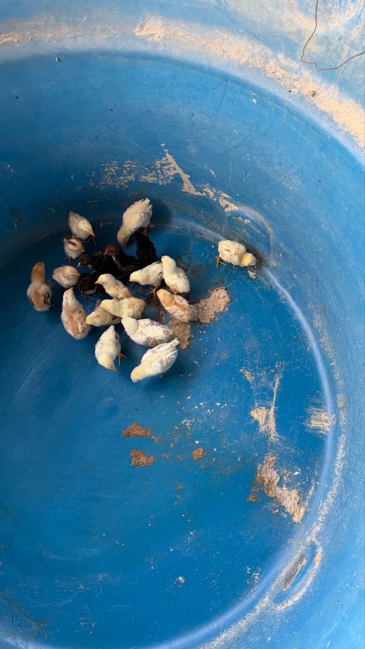 Vendo pintinhos caipira  - Foto 4