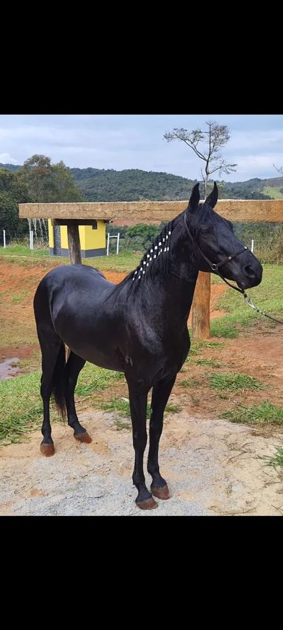 Mangalarga marchador - Foto 2